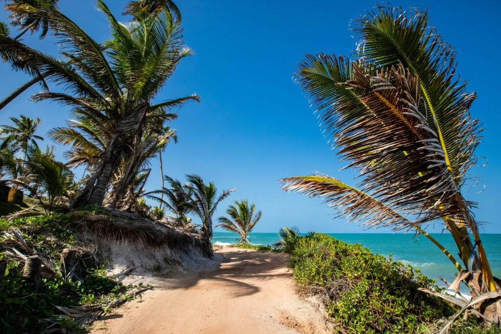 Sunny tropical beach scene with palm trees and seaside pathway in Coqueirinho, Brazil.